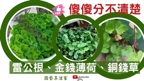 銅錢草金錢草|雷公根、金錢薄荷、銅錢草有什麼不同？